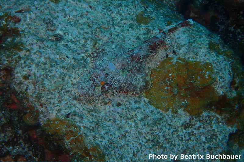 Scorpion fish at Nakamoto Cave, Kuroshima (Olympus Stylus TG4)