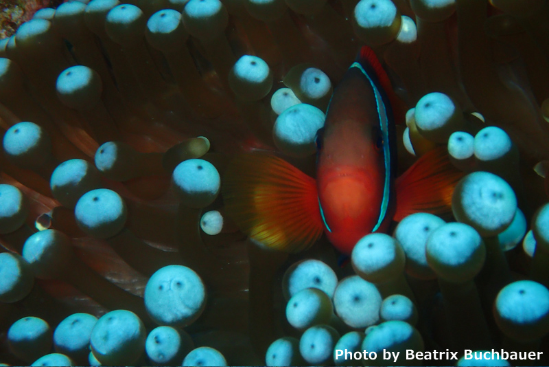 Tomato anemone fish at Three Rock, Iriomote (Olympus Stylus TG4)