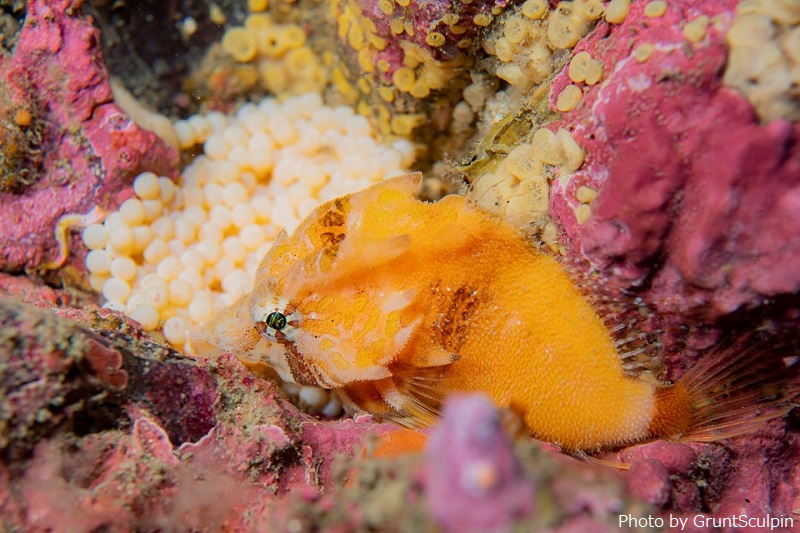 Grunt Sculpin