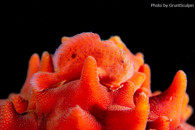 Spotfin frogfish 