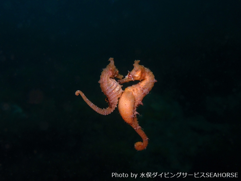 Mating dance of Korean seahorse