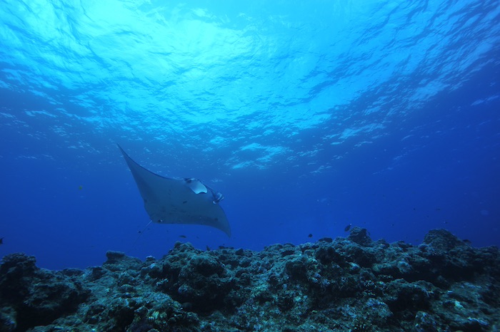 Panari Big Corner, located off Aragusuku (Panari) Island in southern Ishigaki, is a prime dive site known for frequent manta ray encounters!