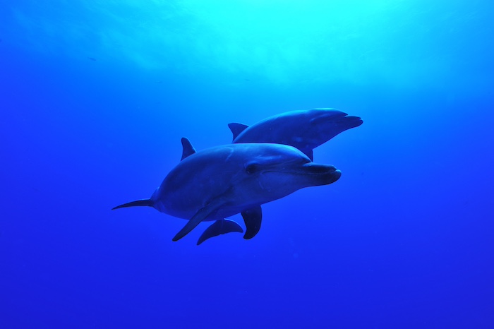 Rangiroa, the largest island in the Tuamotu Archipelago and home to the world's second-largest lagoon, offers incredible encounters with numerous dolphins. Photo: Marine Photo Library