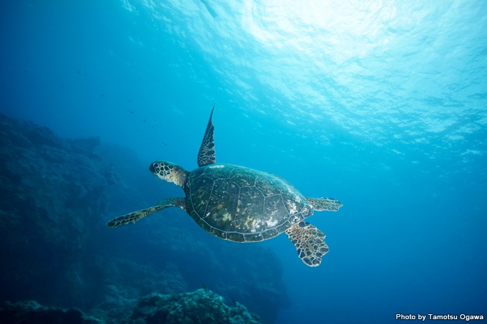 A sea turtle gracefully swims through the crystal-clear Amami Blue waters.