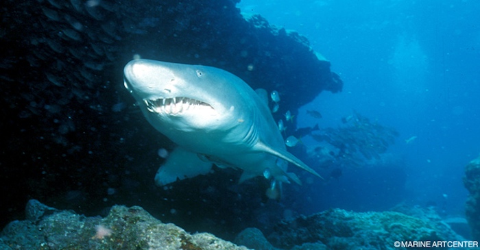 The creature you're keen to meet while diving in the Ogasawara Islands, specifically at Mulberry (Maruberi) in Chichijima, is the critically endangered sand tiger shark (Shirowani)!