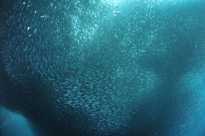 In Moalboal, Cebu, Philippines, the House Reef is a famous spot to witness the sardine run and sardine ball (technically, a species called Mizun).