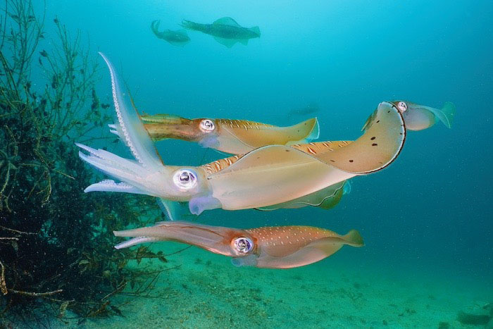 In Futo, the breeding activity of big-fin squid can be seen from early spring to mid-August every year.
Photo by Takahiro Yamaguchi, SCUBA PRO SHOP FUTO