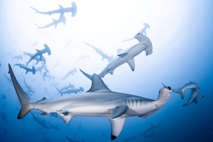A large school of hammerhead sharks appears off the southern coast of the Izu Peninsula!
Photo by Mikomoto Hammers