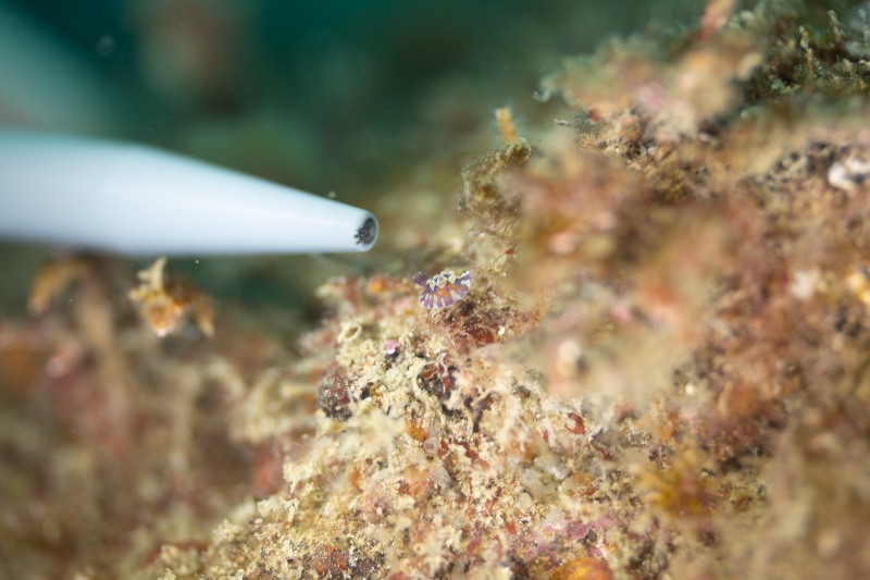 An extremely small Miyako sea slug, about the size of a pen tip.