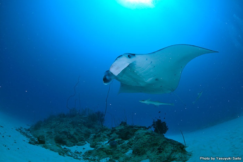 Rules are in place for manta ray observation. Let’s all work together as divers to protect this wonderful environment.