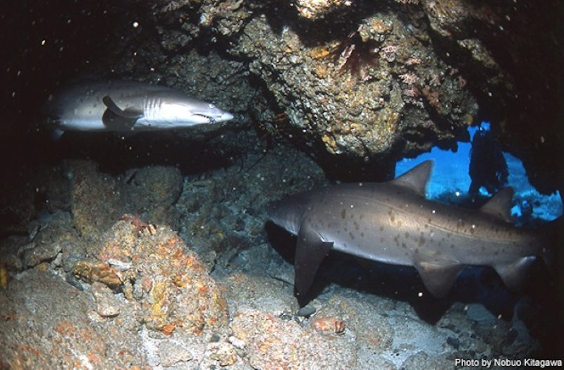 The sand tiger shark, designated as an endangered species. Despite its intimidating appearance, it possesses a gentle disposition.

