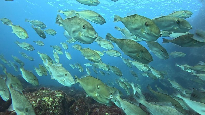 The 10th Izu Oshima Underwater Photography Contest Grand Prize Winner, General Category: “Everyone's Looking at the Camera” by Tetsu Aoki

